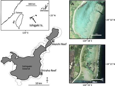 Spatial Autocorrelation Analysis Using MIG-seq Data Indirectly Estimated the Gamete and Larval Dispersal Range of the Blue Coral, Heliopora coerulea, Within Reefs